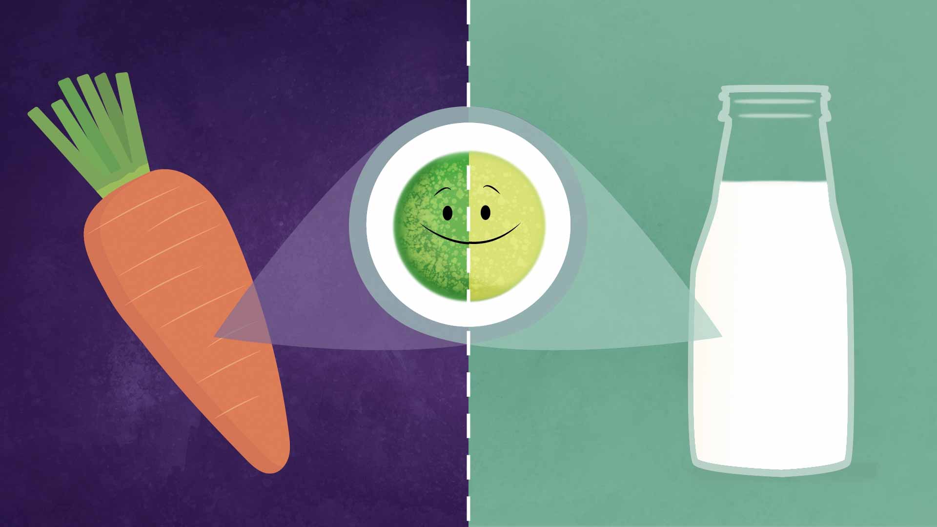 Koleszterin, fitoszterol: amit röviden tudni kell róluk